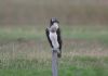 Osprey at Paglesham Lagoon (Steve Arlow) (40717 bytes)